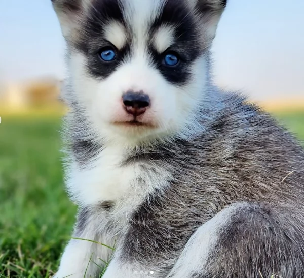 cucciolo di husky per adozione | Foto 4