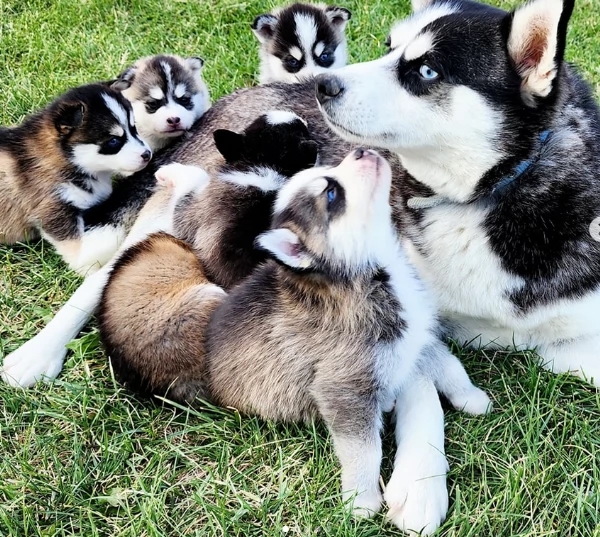 cucciolo di husky per adozione | Foto 4