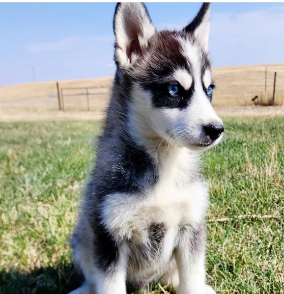 cucciolo di husky per adozione | Foto 3