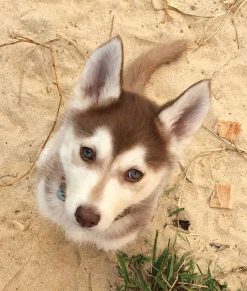cucciolo di husky per adozione | Foto 0