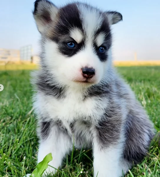 cucciolo di husky per adozione | Foto 4