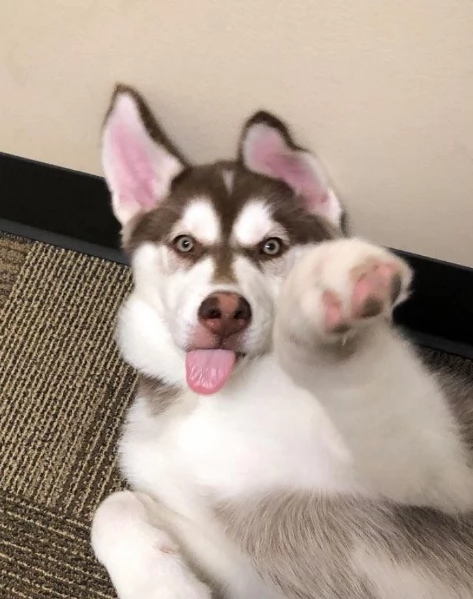 cucciolo di husky per adozione | Foto 4