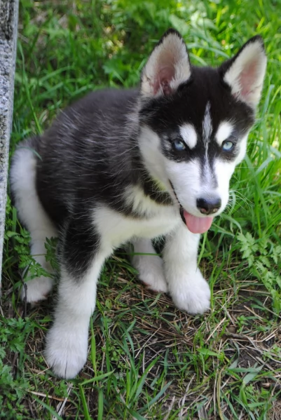 cucciolo di husky per adozione | Foto 3