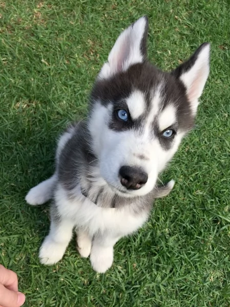 cucciolo di husky per adozione | Foto 0