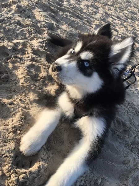 cucciolo di husky per adozione | Foto 4