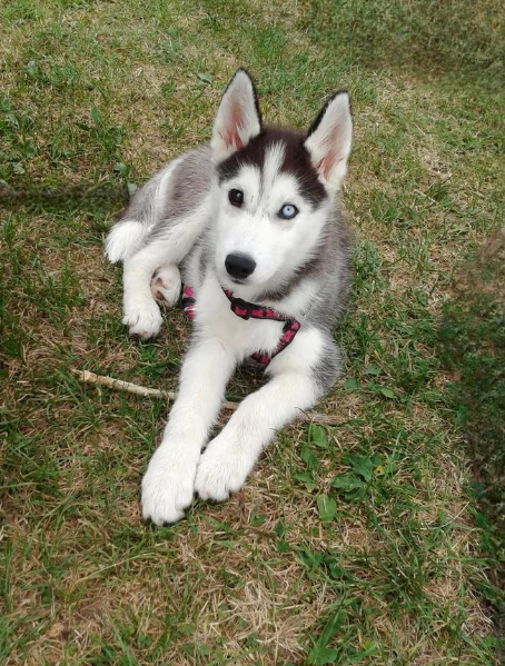 cucciolo di husky per adozione | Foto 2