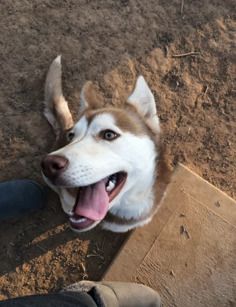 cucciolo di husky per adozione | Foto 6