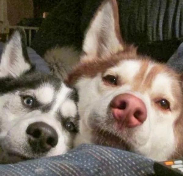 cucciolo di husky per adozione