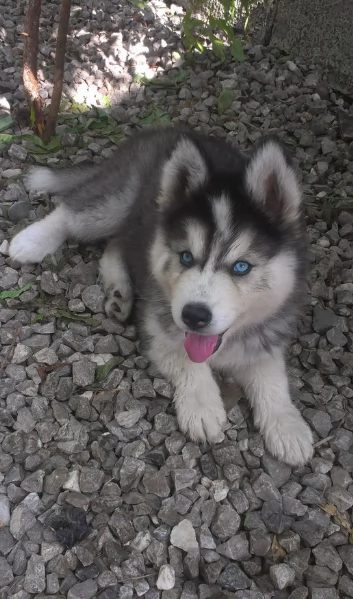 cucciolo di husky per adozione | Foto 2