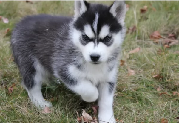 cucciolo di husky per adozione | Foto 4