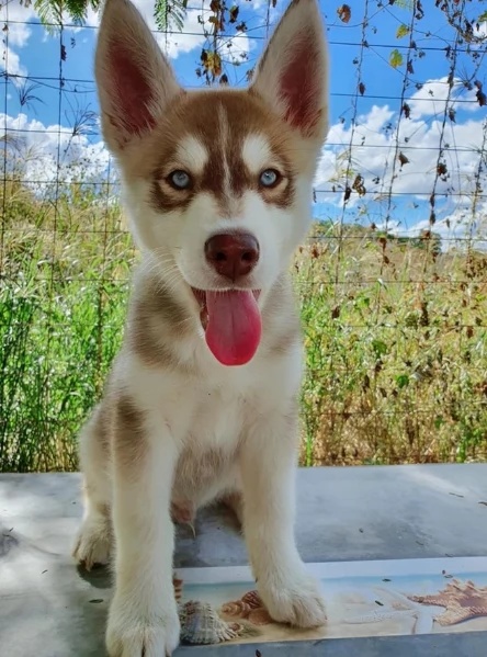cucciolo di husky per adozione