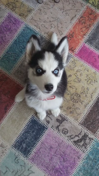 cucciolo di husky per adozione | Foto 6