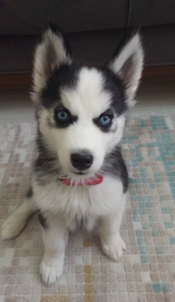 cucciolo di husky per adozione | Foto 4