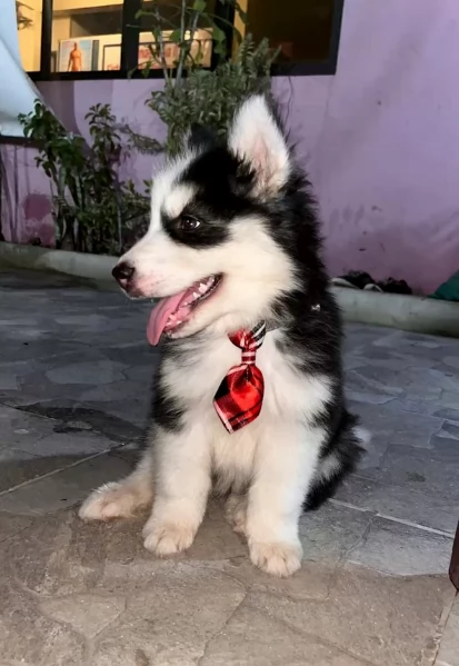 cucciolo di husky per adozione | Foto 2