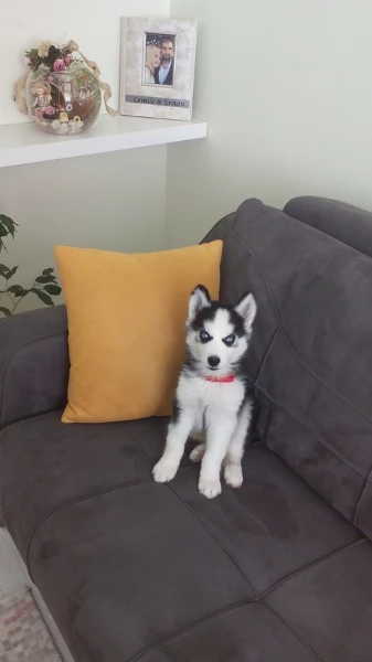 cucciolo di husky per adozione | Foto 1