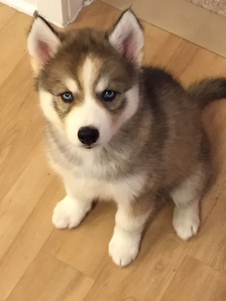 cucciolo di husky per adozione | Foto 0