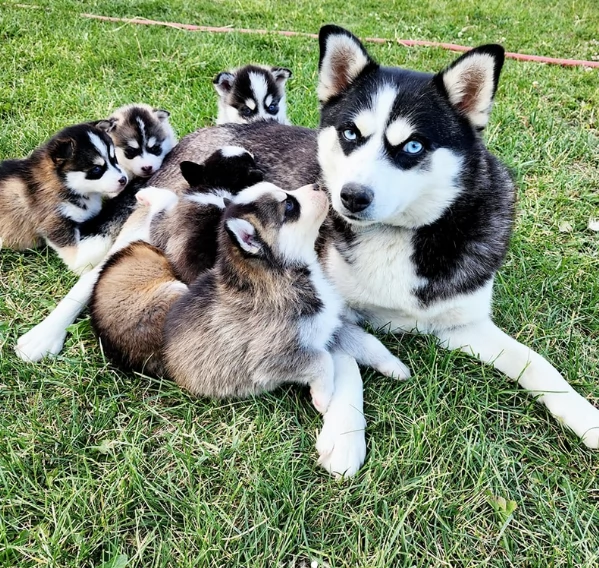 cucciolo di husky per adozione | Foto 5