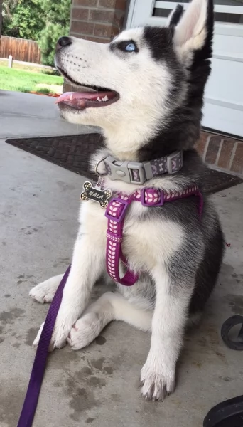 cucciolo di husky per adozione | Foto 1