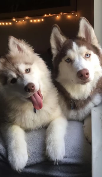 cucciolo di husky per adozione