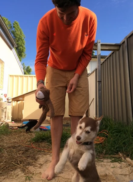 cucciolo di husky per adozione