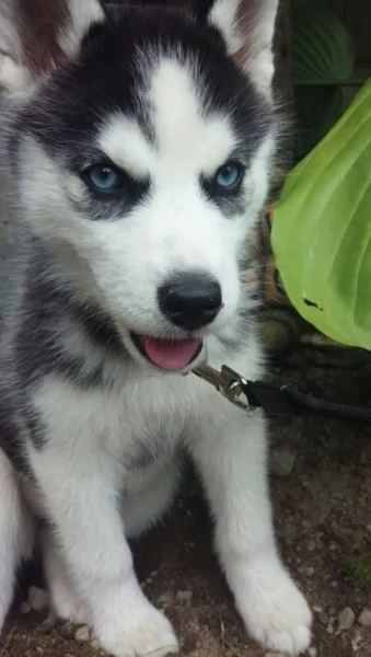 cucciolo di husky per adozione