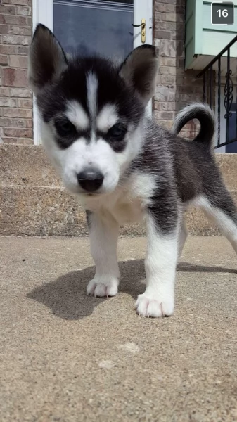 cucciolo di husky per adozione | Foto 0