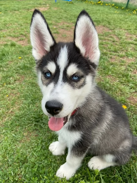 cucciolo di husky per adozione