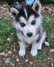 cucciolo di husky per adozione | Foto 5