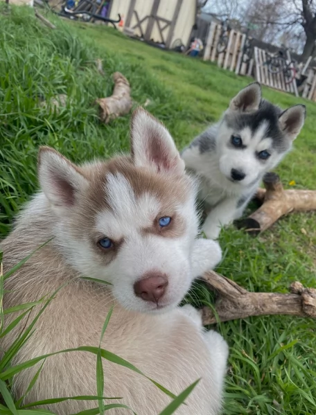 cucciolo di husky per adozione | Foto 4