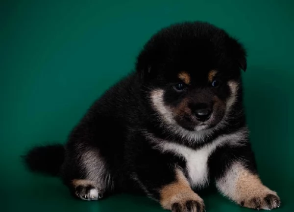 per adozione splendidi cuccioli di Shiba Inu