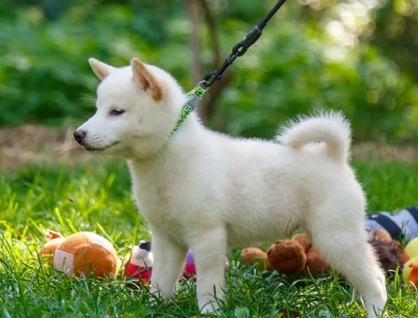 per adozione splendidi cuccioli di Shiba Inu | Foto 0
