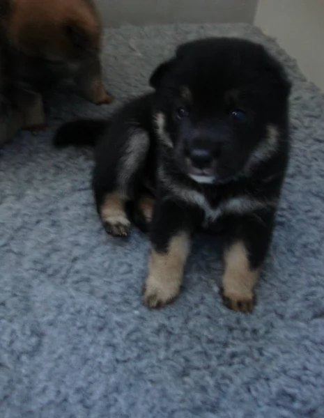 per adozione splendidi cuccioli di Shiba Inu | Foto 4