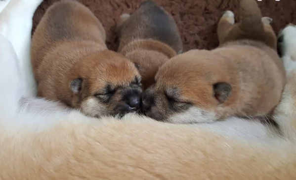 per adozione splendidi cuccioli di Shiba Inu | Foto 3