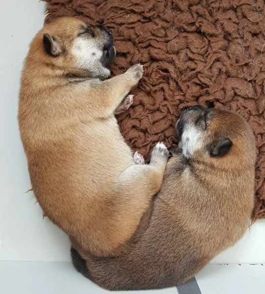 per adozione splendidi cuccioli di Shiba Inu | Foto 2