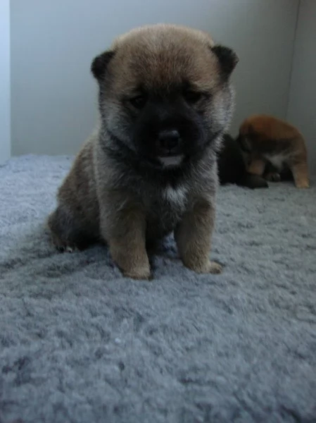 per adozione splendidi cuccioli di Shiba Inu | Foto 1