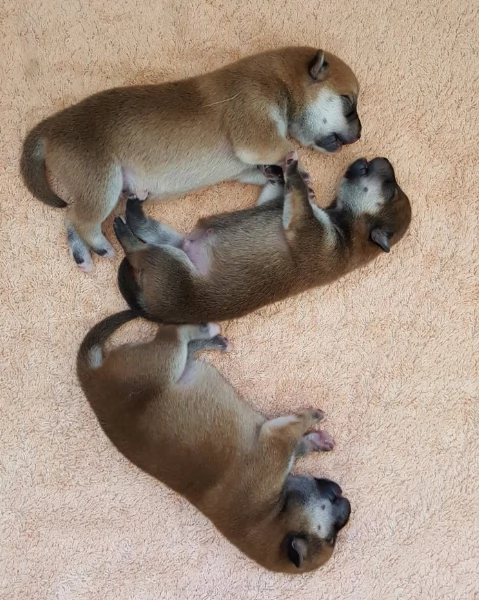 per adozione splendidi cuccioli di Shiba Inu | Foto 0