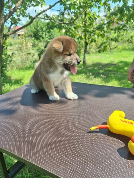 per adozione splendidi cuccioli di Shiba Inu | Foto 6