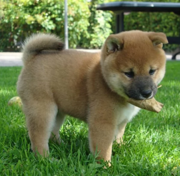 per adozione splendidi cuccioli di Shiba Inu | Foto 5