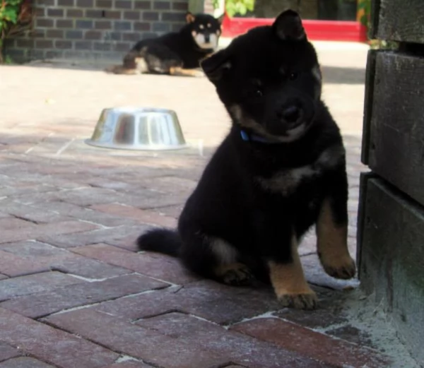 per adozione splendidi cuccioli di Shiba Inu