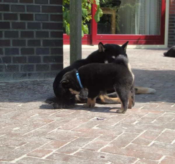 per adozione splendidi cuccioli di Shiba Inu | Foto 2