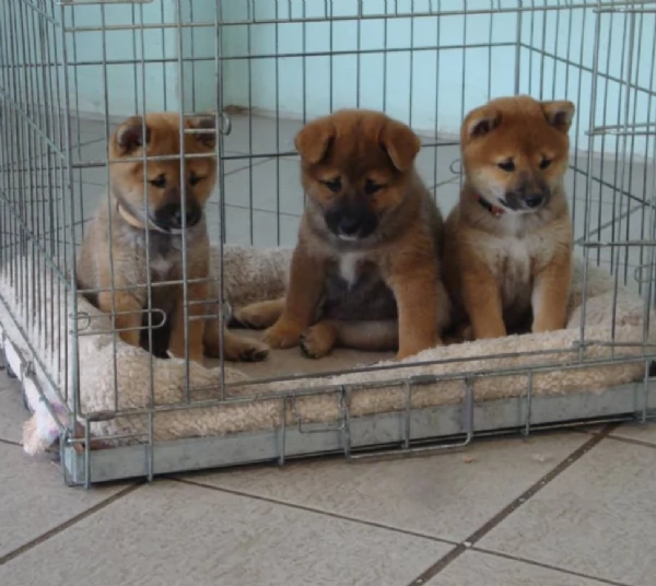 per adozione splendidi cuccioli di Shiba Inu | Foto 0