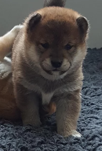 per adozione splendidi cuccioli di Shiba Inu | Foto 5