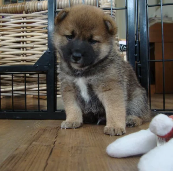 per adozione splendidi cuccioli di Shiba Inu | Foto 4