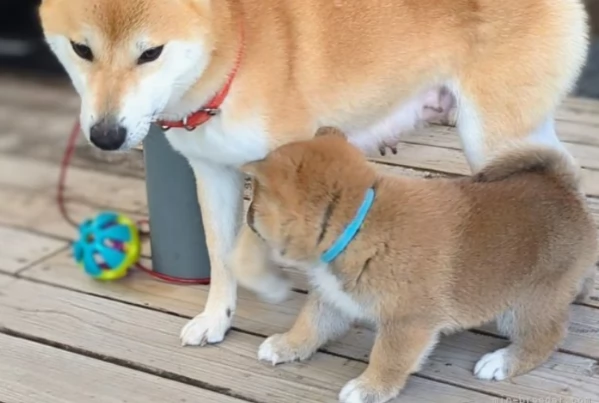 per adozione splendidi cuccioli di Shiba Inu | Foto 2