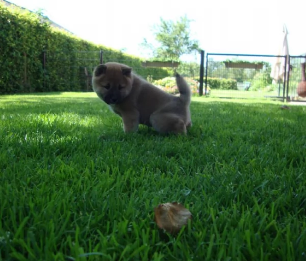 per adozione splendidi cuccioli di Shiba Inu | Foto 1