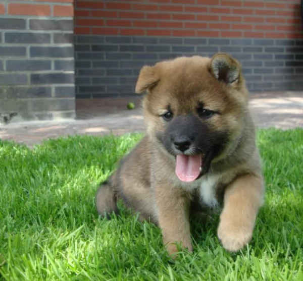 per adozione splendidi cuccioli di Shiba Inu | Foto 0