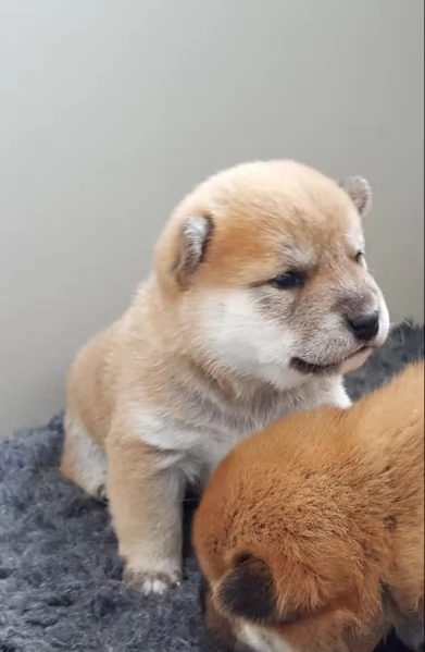 per adozione splendidi cuccioli di Shiba Inu