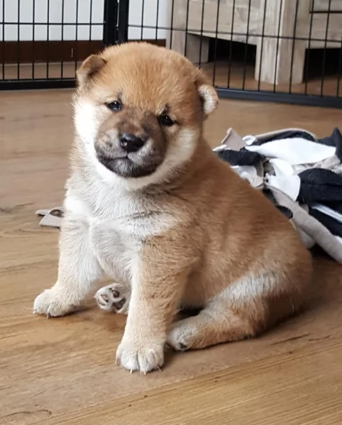 per adozione splendidi cuccioli di Shiba Inu | Foto 0