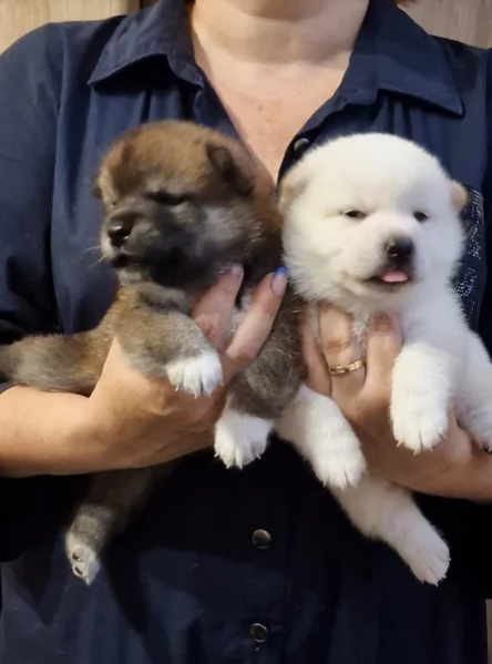 per adozione splendidi cuccioli di Shiba Inu