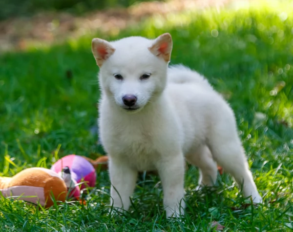 per adozione splendidi cuccioli di Shiba Inu | Foto 2